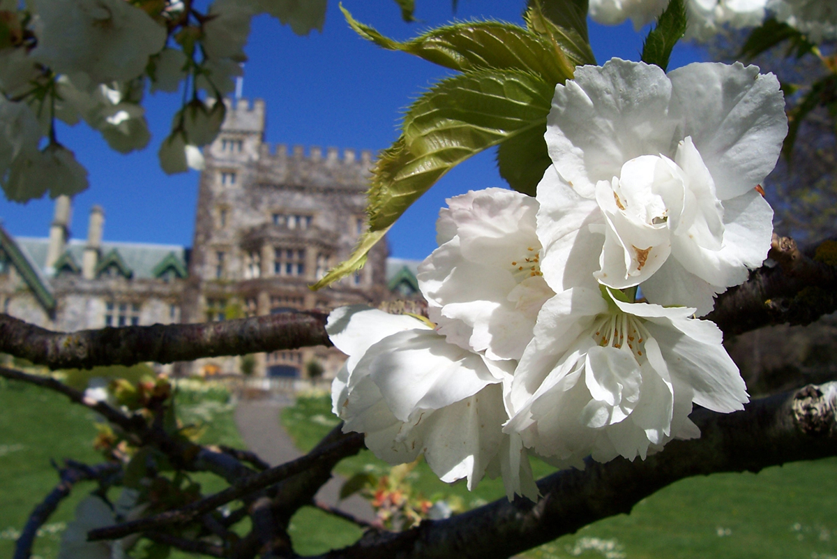 Spring blossoms at Hatley Castle